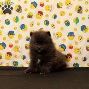 Dylan, Pomeranian Puppy